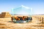 Dry Conditions Put Feed, Livestock and Insurance Planning Back in Focus