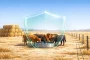 Dry Conditions Put Feed, Livestock and Insurance Planning Back in Focus