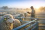 Electronic Livestock Tags Put Farm Records Under the Spotlight