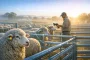 Electronic Livestock Tags Put Farm Records Under the Spotlight
