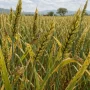 Locust Hatchings Put Crop Risk and Policy Wording in Focus