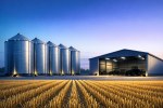 News image: Rising Mouse Reports Put Stored Grain and Sheds in Focus