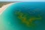 South Australia's Algal Bloom: A Challenge for the Marine Industry