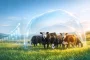 Why Firmer Cattle Prices Should Trigger an Insurance Check